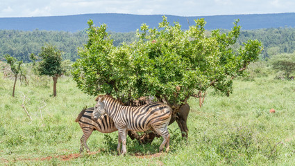 Fototapeta premium A couple of Burchell's zebras seek shelter from the sun under a small tree in the Kruger National Park in South Africa image in horizontal format
