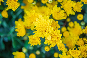 yellow chrysanthemum flower close up background
