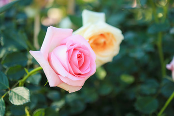 Beautiful colorful pink roses flower in the garden