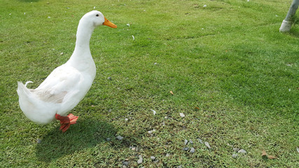 Pekin Duck walking on green grass