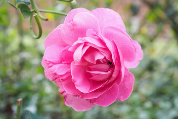 Beautiful colorful pink roses flower in the garden