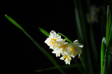 夜の水仙