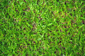 Top view texture manila grass for background.