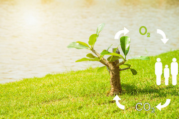 Plumeria plant growing up on lawn side canal in the park with icon circulating air purification...