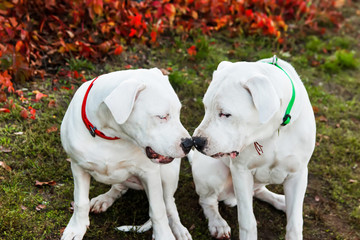 Two dogo argentino play on grass in autumn park. Canine background