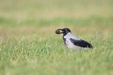A Hooded crow perched in a field with a walnut in its beak. in the centre of the city Berlin