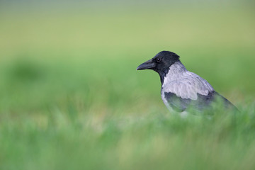 A Hooded crow perched in a field foraging on the ground. in the centre of the city Berlin
