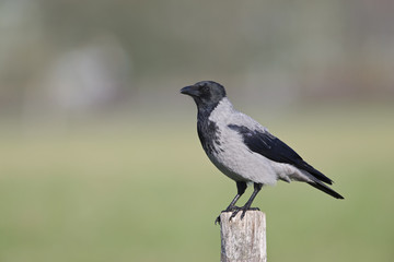 Fototapeta premium A Hooded crow perched on a wooden pole in the centre of the city Berlin.