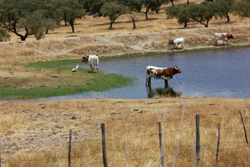 fazenda