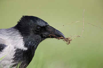 A portrait of a Hooded crow foraging in a meadow.