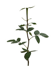 Green rose leaves isolated on white