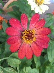 Zinnia Flower