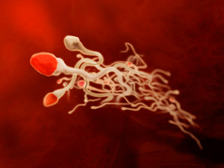 sperm - illustration of sperm, close up view, inside female reproductive organs