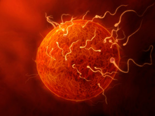sperm and egg - illustration of sperm fertilizing the egg, close up view, inside the female genital organs