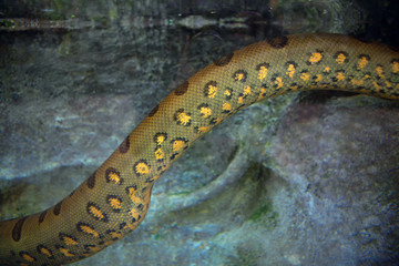 part of colorful anaconda snake