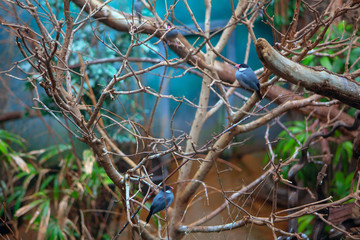 tropical forest with exotic birds