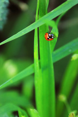 Fototapeta premium Ladybug on a leaf