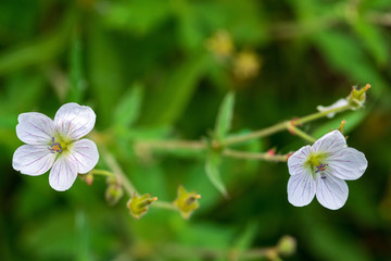 White violets growing in the Shell Creek Campground in Wyoming, USA