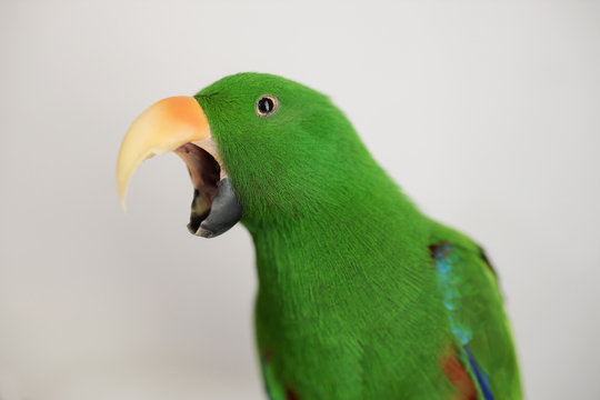 Male green eclectus captive parrot (Eclectus roratus) yawning with beak wide open
