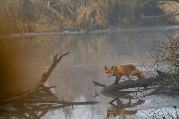 The fox and its reflection in the water, in the early morning of winter