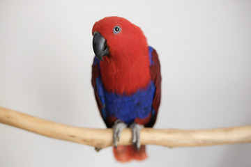 female red and blue captive eclectus parrot (Eclectus roratus) sitting on a branch 