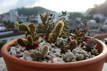 Cactos 