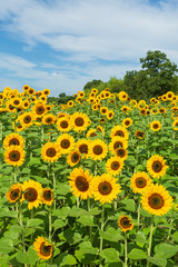 Obraz premium 満開の向日葵畑