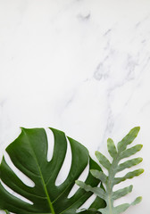 Fototapeta na wymiar Topical jungle leaves on a modern marble background