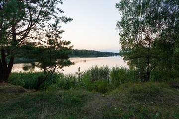 Fototapeta na wymiar pine and birch on the shore of a lake overgrown with reeds in summer quiet weather