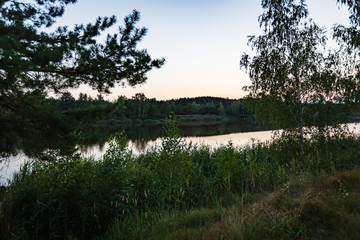 pine and birch on the shore of a lake overgrown with reeds in summer quiet weather