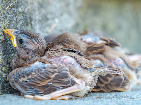 babe newborn small song sparrows resting