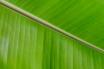 Closeup fresh banana leaf texture background. Nature of tropical plant. Green organic banana leaf pattern detail for spa wallpaper. Tropical plant in jungle.