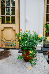 Fototapeta na wymiar beautiful backyard with flowers. cute house exterior.
