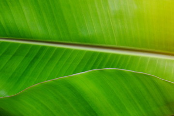 Closeup fresh banana leaf texture background.Nature of tropical plant. Green organic banana leaf pattern detail for spa wallpaper. Tropical plant in jungle.