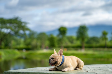 Beautiful french bulldog lying at park against mountain scape.