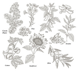 Oil plants set. Canola, cotton, flax, sunflower, olive, soy and sesame branches and flowers hand drawn. Vector illustration botanical. Vintage engraving.