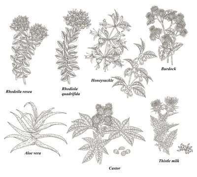 Medical plants and herbs set. Rhodoila rosea, Rhodiola quadrifida, burdock, honeysuckle, thistle, castor and aloe vera hand drawn. Vector illustration botanical. Engraved style.