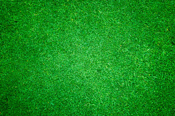 Fototapeta premium Green grass background