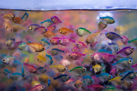 Colorful fishes swimming in fish tank.