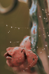 droplets on web