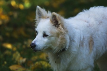 White spitz dog in a park