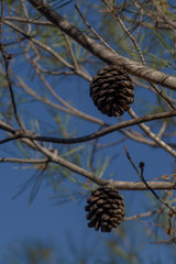 Pine cone on a branch with a blue sky as bokeh background