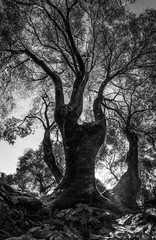 bosco, alberi, nuraghe, santa cristina
