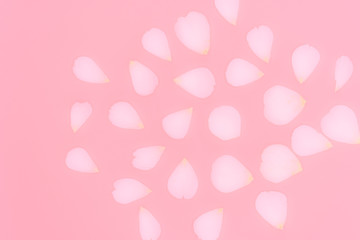 Blurred rose petals isolated on pink background.