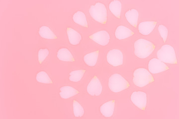 Blurred rose petals isolated on pink background.