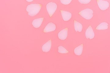 Blurred rose petals isolated on pink background.