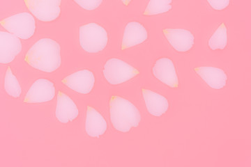 Blurred rose petals isolated on pink background.