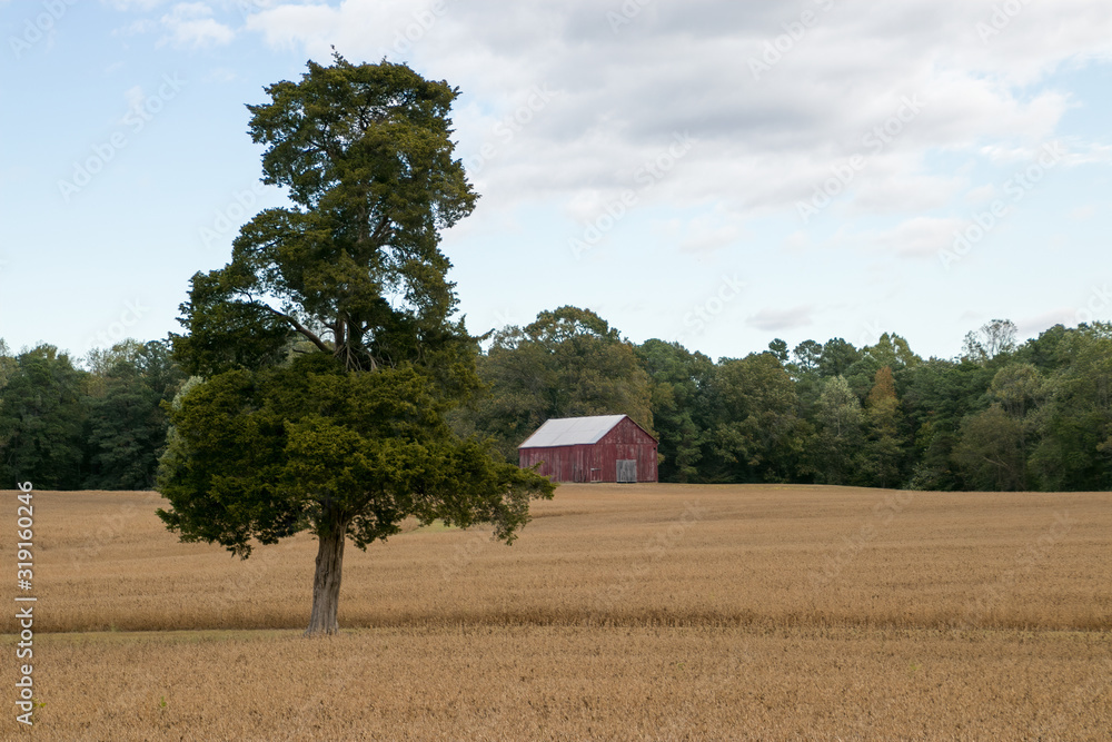 Wall mural tree in field