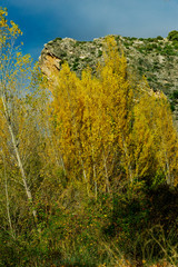 Chopos en otoño en el cañón del rio Dulce. Guadalajara. España. Europa.