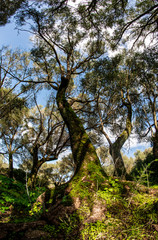 bosco, alberi, nuraghe, santa cristina